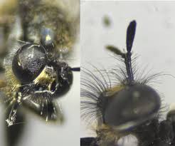 Attēlu rezultāti vaicājumam “Choerades sp.”