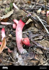 Attēlu rezultāti vaicājumam “Mutinus ravenelii”