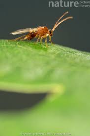 Attēlu rezultāti vaicājumam “Biorhiza pallida”