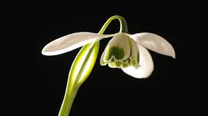 Attēlu rezultāti vaicājumam “Galanthus nivalis fruit”