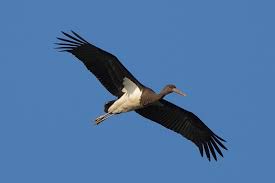 Attēlu rezultāti vaicājumam “Ciconia nigra adult”