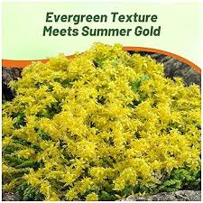 Image result for Sedum acre