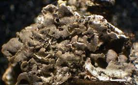 Attēlu rezultāti vaicājumam “Cliostomum corrugatum”