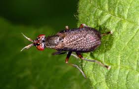 Attēlu rezultāti vaicājumam “Coremacera marginata”