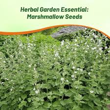 Image result for Althaea officinalis