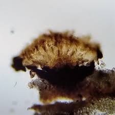 Attēlu rezultāti vaicājumam “Alyxoria varia”