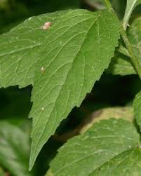 Attēlu rezultāti vaicājumam “Campanula latifolia leaf”