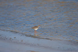 Attēlu rezultāti vaicājumam “Tringa totanus adult”