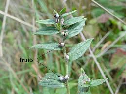Attēlu rezultāti vaicājumam “Lithospermum officinale flower”
