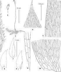 Attēlu rezultāti vaicājumam “Plagiothecium sp.”