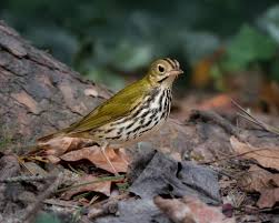 Image result for Seiurus aurocapilla