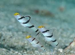 Attēlu rezultāti vaicājumam “Stemonitopsis gracilis macro”