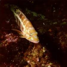 Image result for Serranus atricauda
