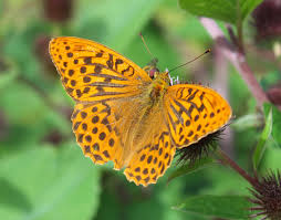 Attēlu rezultāti vaicājumam “Argynnis paphia larva”