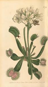 Attēlu rezultāti vaicājumam “Droseraceae”