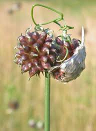 Attēlu rezultāti vaicājumam “Allium oleraceum bud”