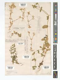 Attēlu rezultāti vaicājumam “Cerastium holosteoides fruit”