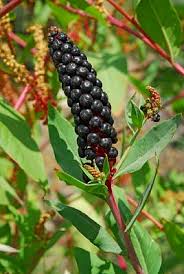 Attēlu rezultāti vaicājumam “Phytolaccaceae”