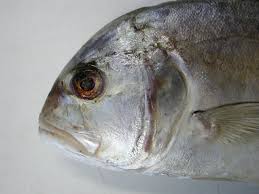 Image result for Caranx ignobilis