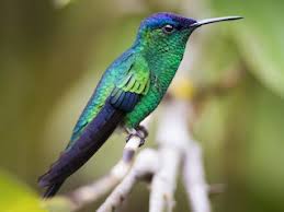 Attēlu rezultāti vaicājumam “Siphoptychium violaceum”