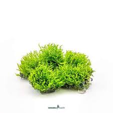 Attēlu rezultāti vaicājumam “Riccardia chamaedryfolia”