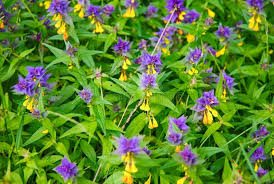 Attēlu rezultāti vaicājumam “Melampyrum nemorosum leaf”