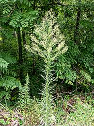 Attēlu rezultāti vaicājumam “Erigeron canadensis”