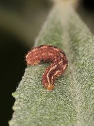 Attēlu rezultāti vaicājumam “Gymnoscelis rufifasciata”