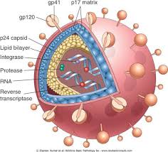 Image result for фотография вируса вич
