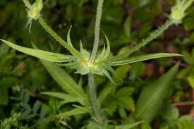 Attēlu rezultāti vaicājumam “Knautia arvensis leaf”