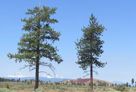 Attēlu rezultāti vaicājumam “Pinus ponderosa”