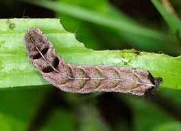 Attēlu rezultāti vaicājumam “Melanchra persicariae larva”