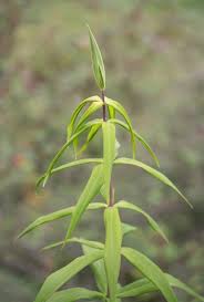 Attēlu rezultāti vaicājumam “Polygonatum verticillatum bud”