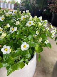 Image result for Exacum affine