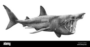 Image result for Cetorhinus maximus