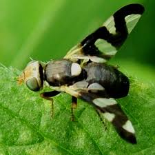 Attēlu rezultāti vaicājumam “Urophora cardui”