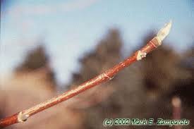 Attēlu rezultāti vaicājumam “Magnolia acuminata bud”