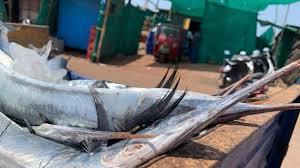 Image result for Belone belone