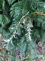 Attēlu rezultāti vaicājumam “Taxus baccata bud”