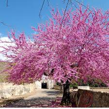 Attēlu rezultāti vaicājumam “Cercis siliquastrum”