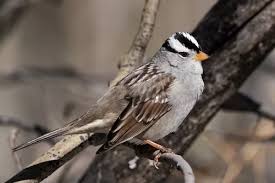 Image result for Zonotrichia leucophrys