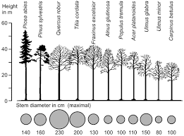 Attēlu rezultāti vaicājumam “Populus x lettland”