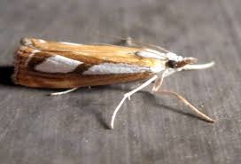 Attēlu rezultāti vaicājumam “Catoptria permutatellus”