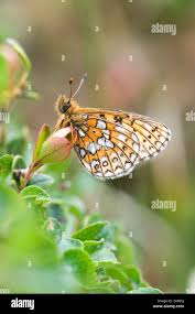 Attēlu rezultāti vaicājumam “Boloria eunomia upperside”