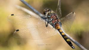 Attēlu rezultāti vaicājumam “Leucorrhinia pectoralis”