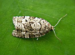 Attēlu rezultāti vaicājumam “Dichelia histrionana”