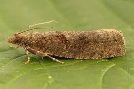 Attēlu rezultāti vaicājumam “Epinotia sordidana”