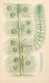 Attēlu rezultāti vaicājumam “Batrachospermum moniliforme”