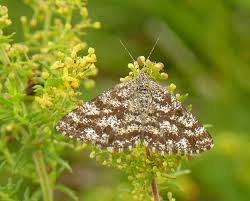 Attēlu rezultāti vaicājumam “Ematurga atomaria male”