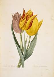 Attēlu rezultāti vaicājumam “Tulipa gesneriana”